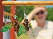 Cicada earrings