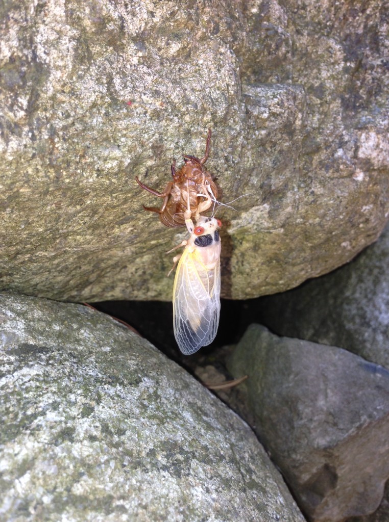 cicada-just-out