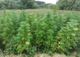marijuanaplants
